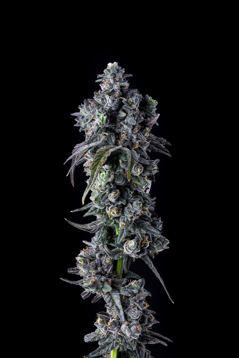 UK Riot, Фасовка: 3, изображение 2